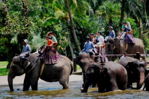 elephant-ride-bali-tour4