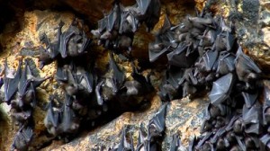stock-footage-bats-hang-on-a-wall-at-the-pura-goa-lawah-temple-or-bat-cave-temple-in-indonesia